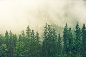 Az európai erdők lombkoronájuk egyhatodát elveszítették az elmúlt harminc évben