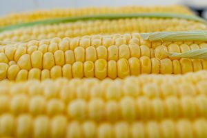 Rekordmennyiségű kukoricakonzervet állított elő a Bonduelle idén