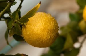 FruitVeB: jelentősek a fagykárok a gyümölcsültetvényekben