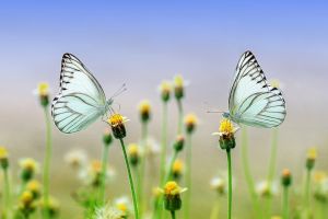 Kezdd a tavaszt pillangókkal: készíts pillangó csalogatót!