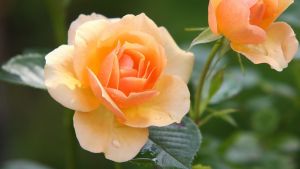 Felfedték a rózsák genetikai titkait