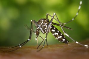 Folytatódik a szúnyoggyérítés a héten