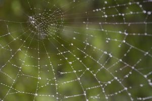 Hasznos állat a kertben: a pók